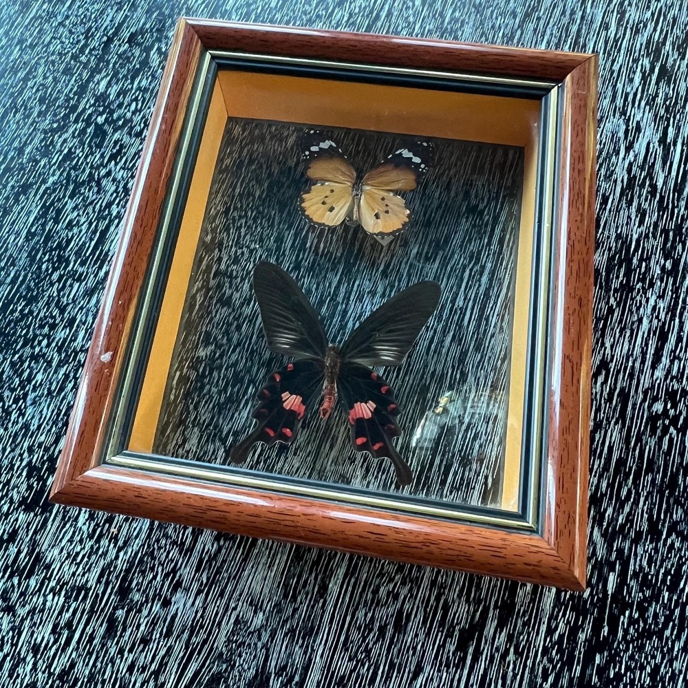 Vintage butterflies framed in shadow box